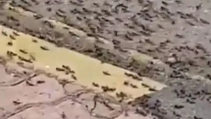 Panik yaratan görüntü: Çekirge istilasının ardından karınca istilası!