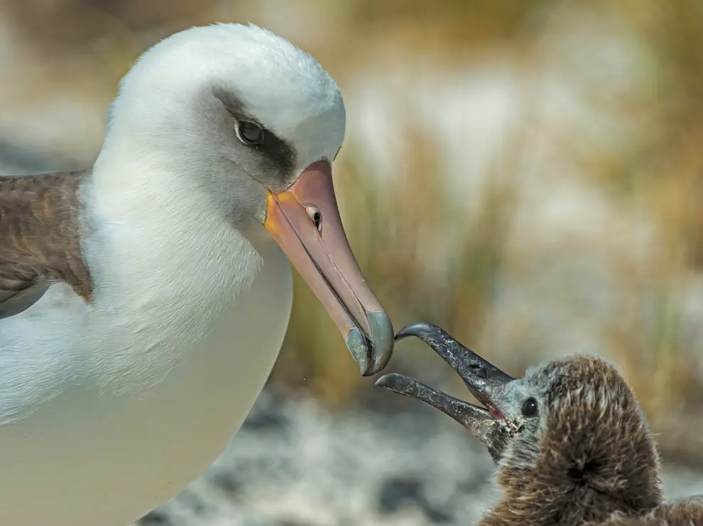 Dünyanın en yaşlı albatros kuşu 70 yaşında 40'ıncı yavrusunu dünyaya getirdi
