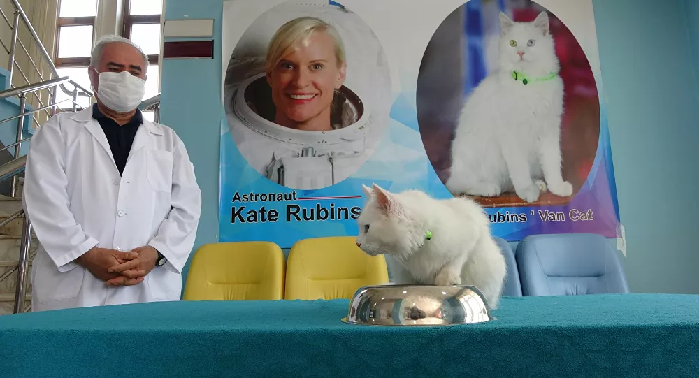 Van Gölü'nü uzaydan fotoğraflayan astronot Rubins'e Van kedisi hediye edilecek