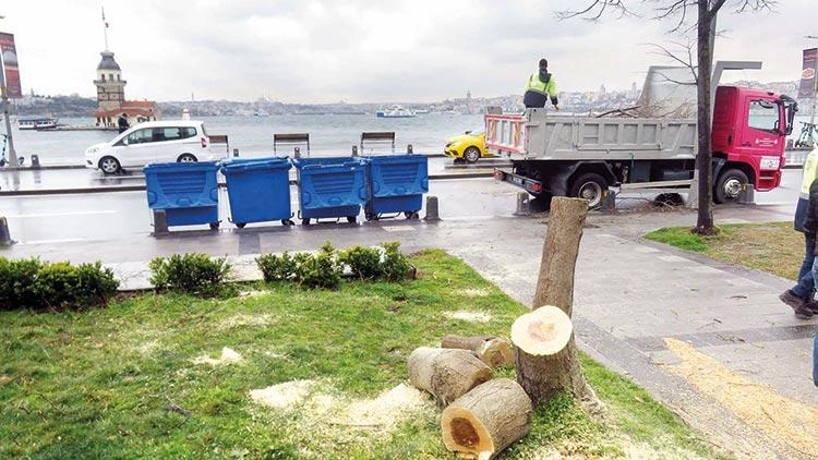 6 ağacı kesen iki kişiye 100'er ağaç dikme cezası