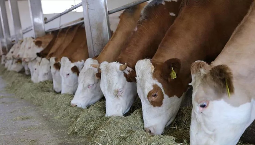 İddia: Hayvancılıkta aşılar karıştı, Tarım Bakanlığı kırmızı alarma geçti