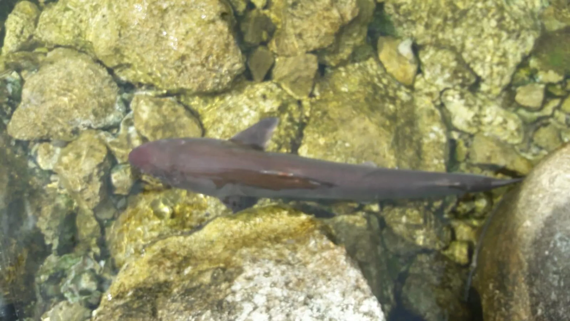Saros Körfezi'nde balıkçının oltasına köpek balığı takıldı