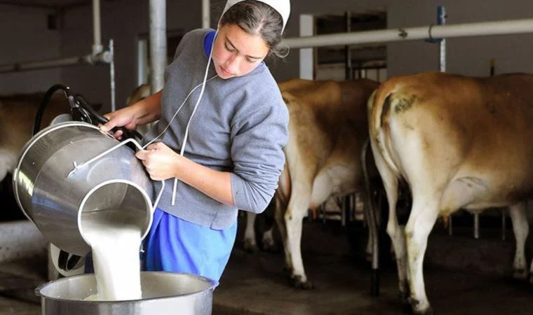 Süt üreticileri tepkili: Litre başı 2 lira zarar ediyoruz, faturaları hayvanları eksilterek ödüyoruz