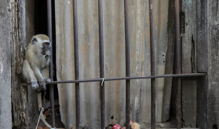 Maymunların kaçırdığı 1 aylık bebek öldü