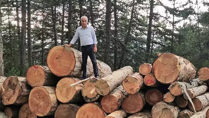 AKP'li vekil bile ağaç katliamına isyan etti, Orman Genel Müdürlüğü'ne tepki gösterdi