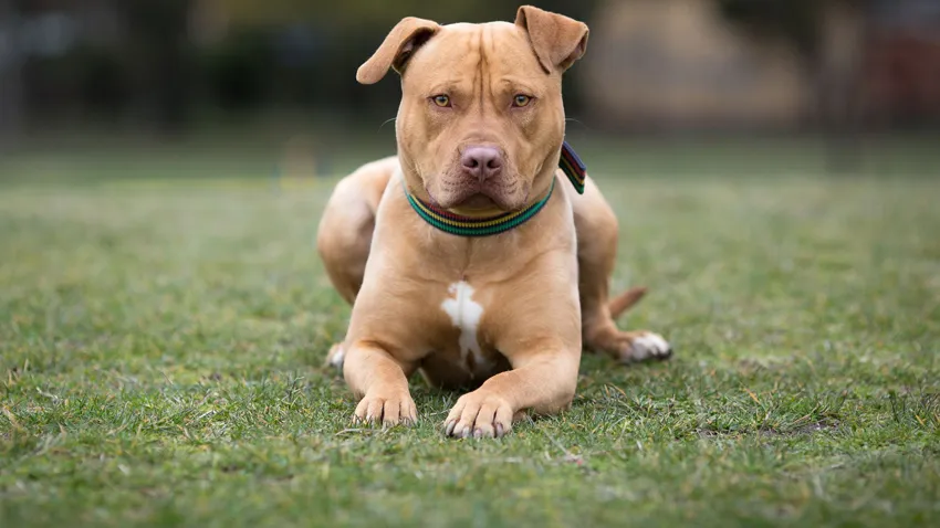 Danıştay'dan 'American Staffordshire Terrier' kararı