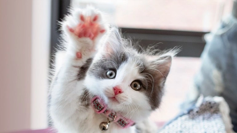 Polonya Bilimler Akademisi kedileri 'istilacı tür' olarak tanımladı