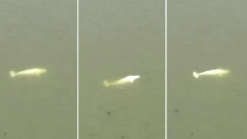 Fransa'da Seine Nehri'nde mahsur kalan beyaz balina kurtarılamıyor: 'Hayatta kalmasını sağlamak için...'