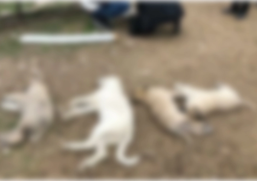 Aydın'da 13 köpeğin zehirlenmesi hakkında 1 kişi gözaltına alındı