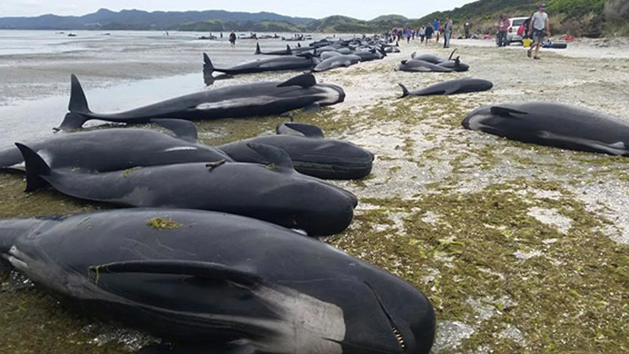 Yeni Zelanda'da karaya vuran 477 pilot balina öldü