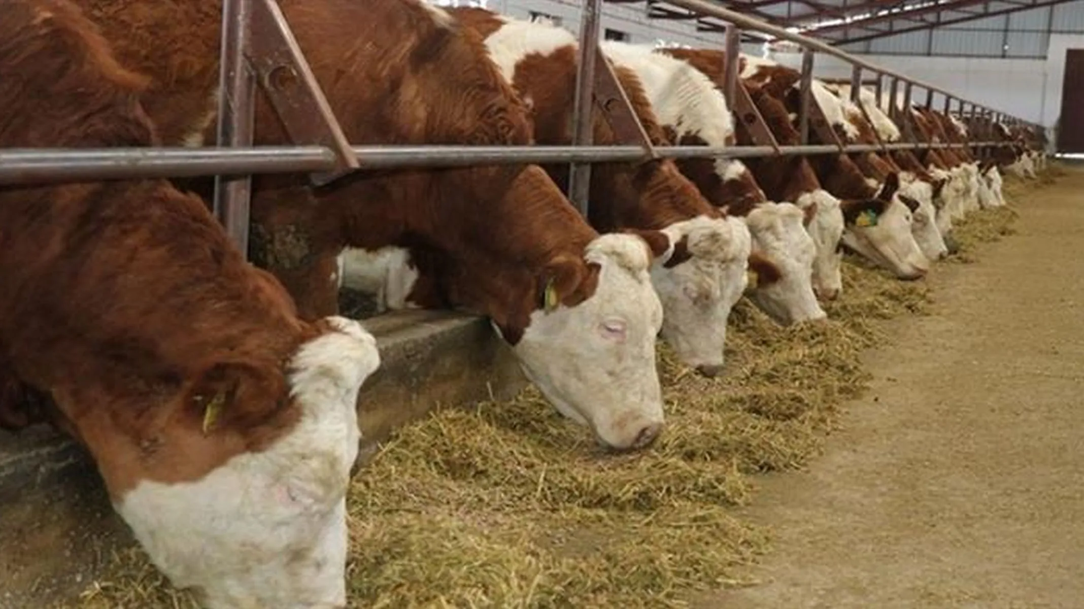 Üretici üretemiyor! 'Hayvanları kestik; hayvan da çiftlik de kalmayacak'