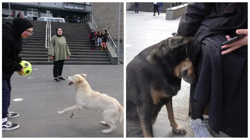 Trabzon'da tartışma yaratan karar: Sahipli köpeklerin tümüne ağızlık şartı